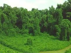 Kudzu  - Alimentazione in gravidanza