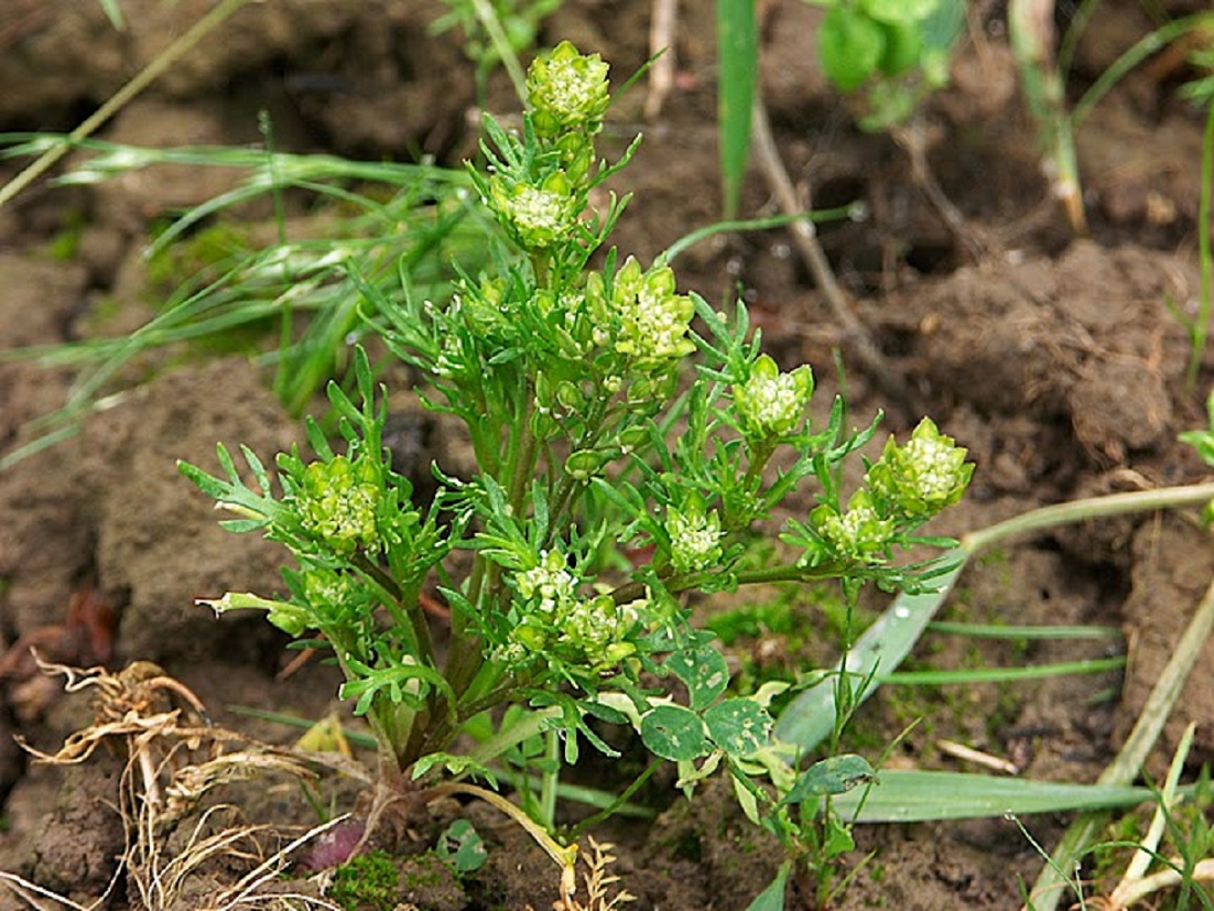 Lepidium meyenii - Alimentazione in gravidanza