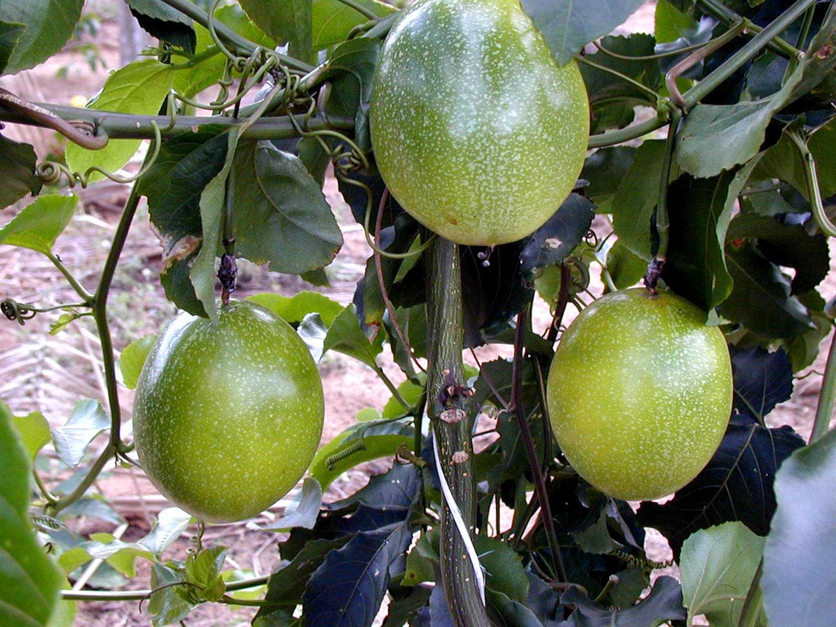 Maracuja - Alimentazione in gravidanza