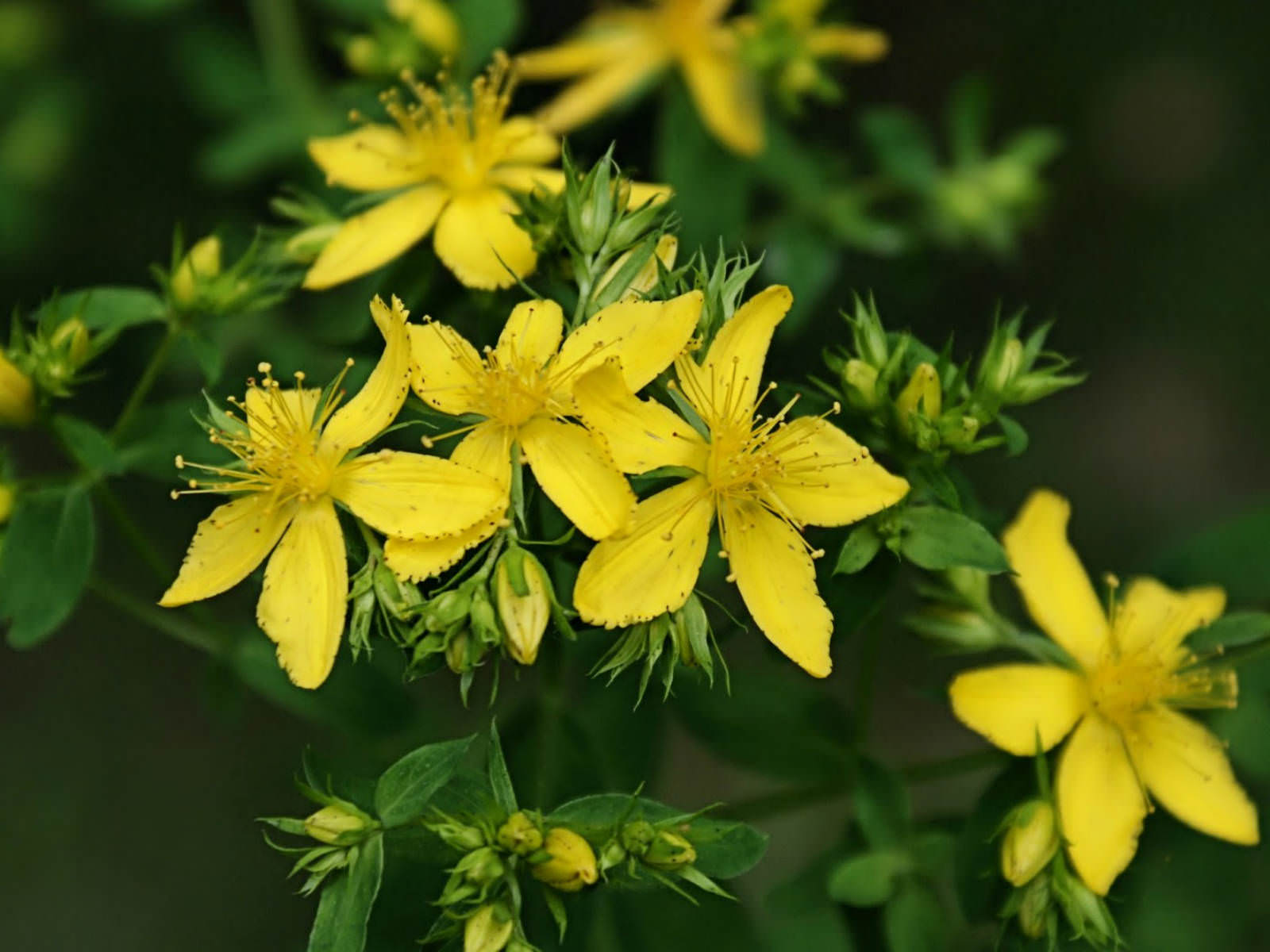 Hypericum perforatum L.  - Alimentazione in gravidanza