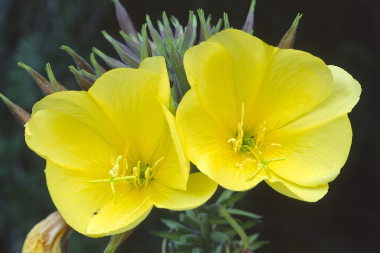 Oenothera Biennis  - Alimentazione in gravidanza