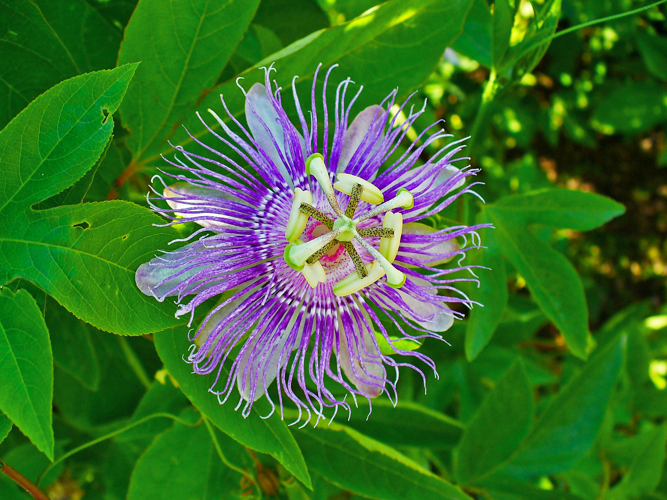 Passiflora incarnata  - Alimentazione in gravidanza