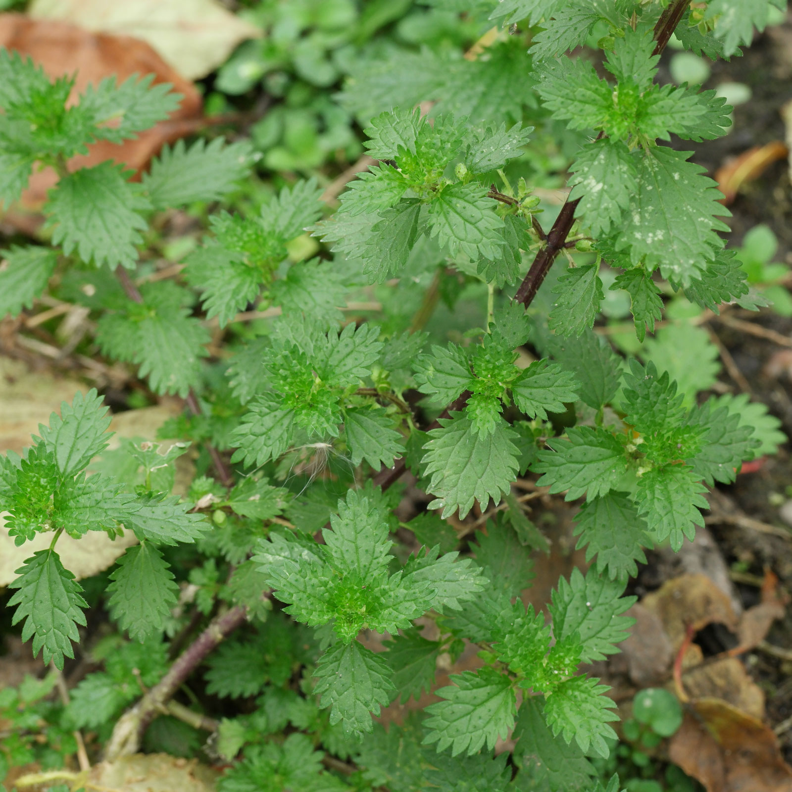 Urens urtica - Alimentazione in gravidanza