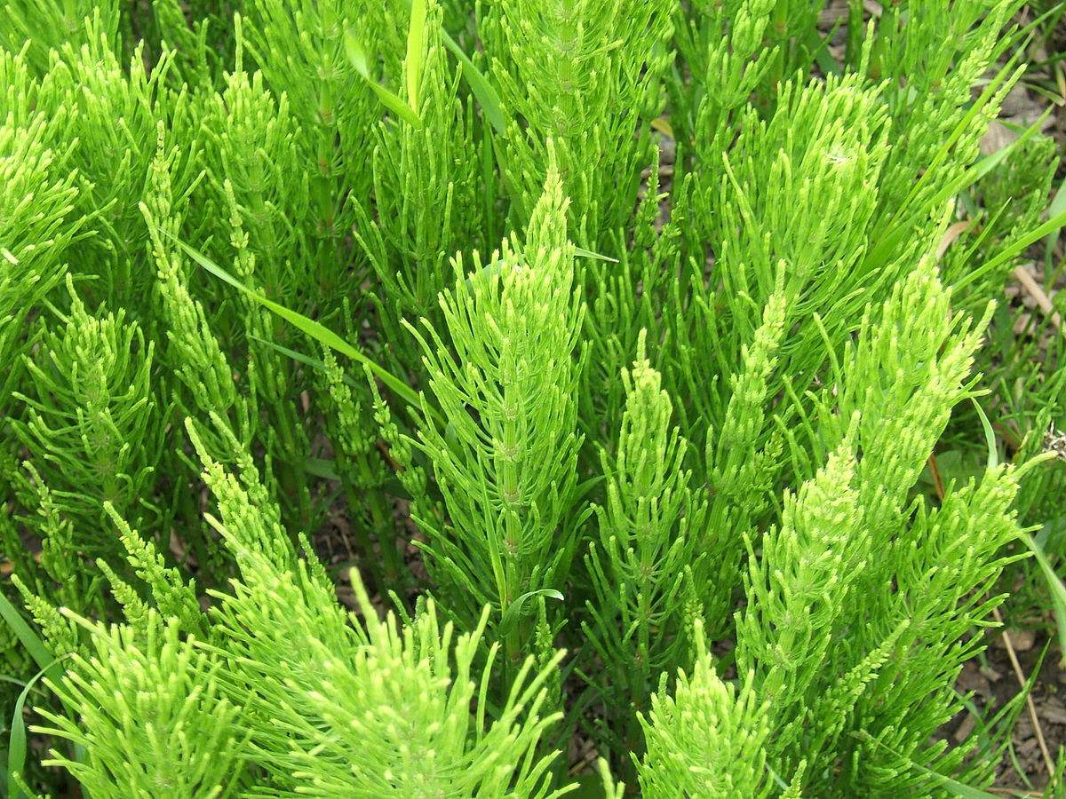 Equisetum arvense  - Alimentazione in gravidanza