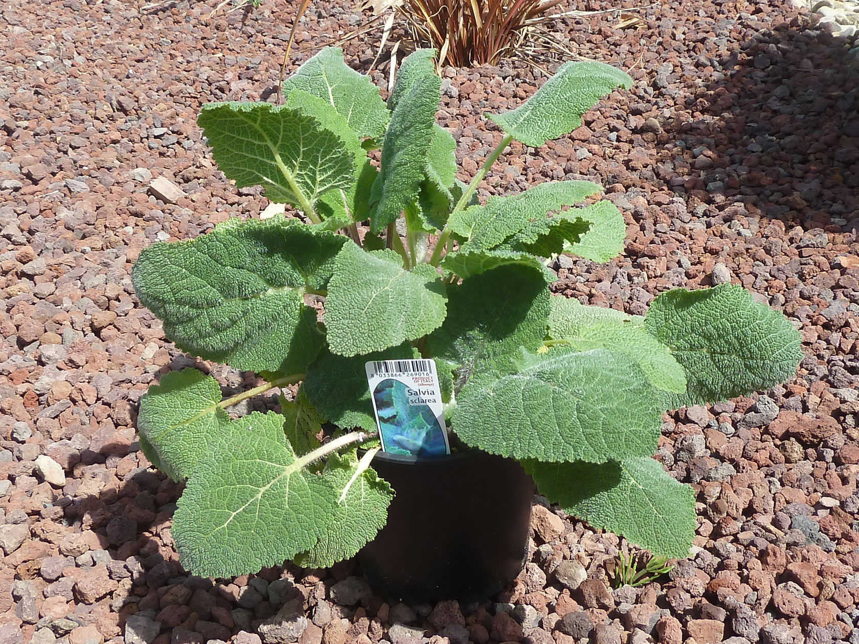 Salvia sclarea - Alimentazione in gravidanza