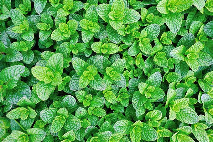 hortelã  - Nutrição na gravidez