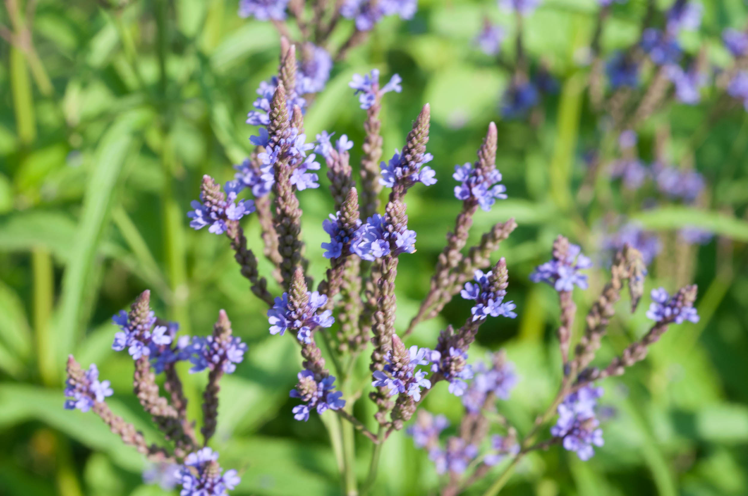 Verbena azul - Nutrição na gravidez