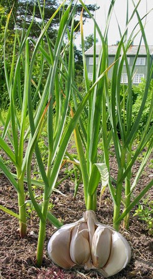 Allium sativum  - Nutrição na gravidez