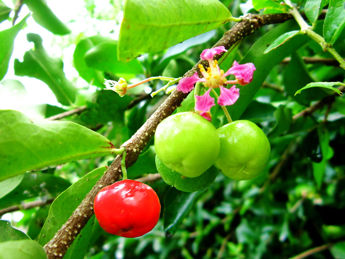 Malpighia glabra  - Nutrição na gravidez