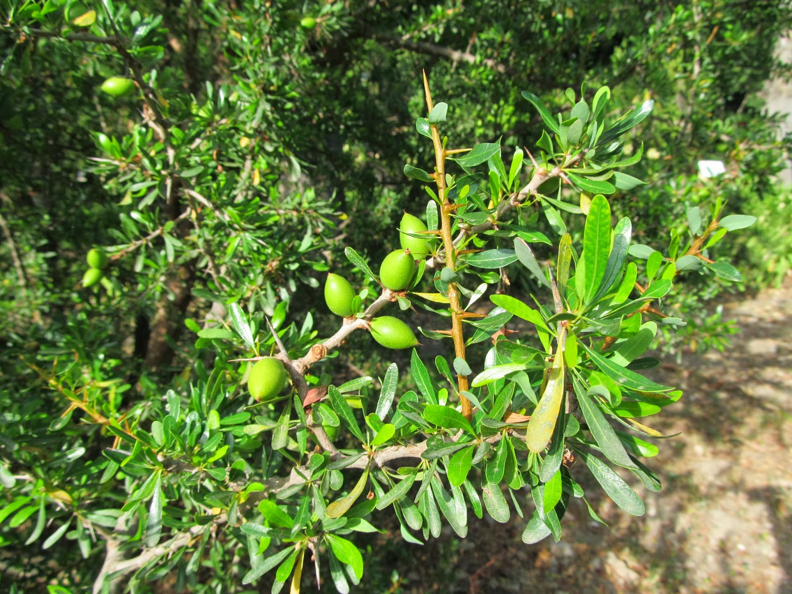 Argania spinosa  - Nutrição na gravidez