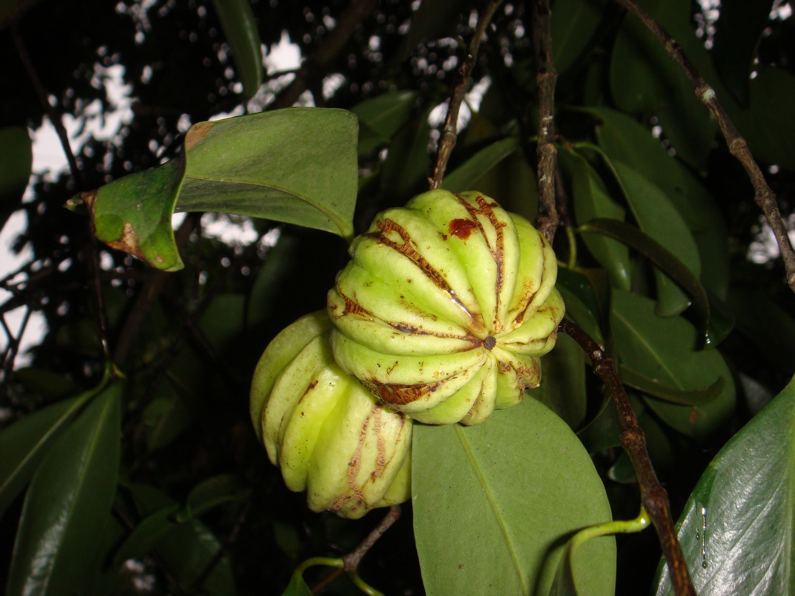 Garcinia - Nutrição na gravidez