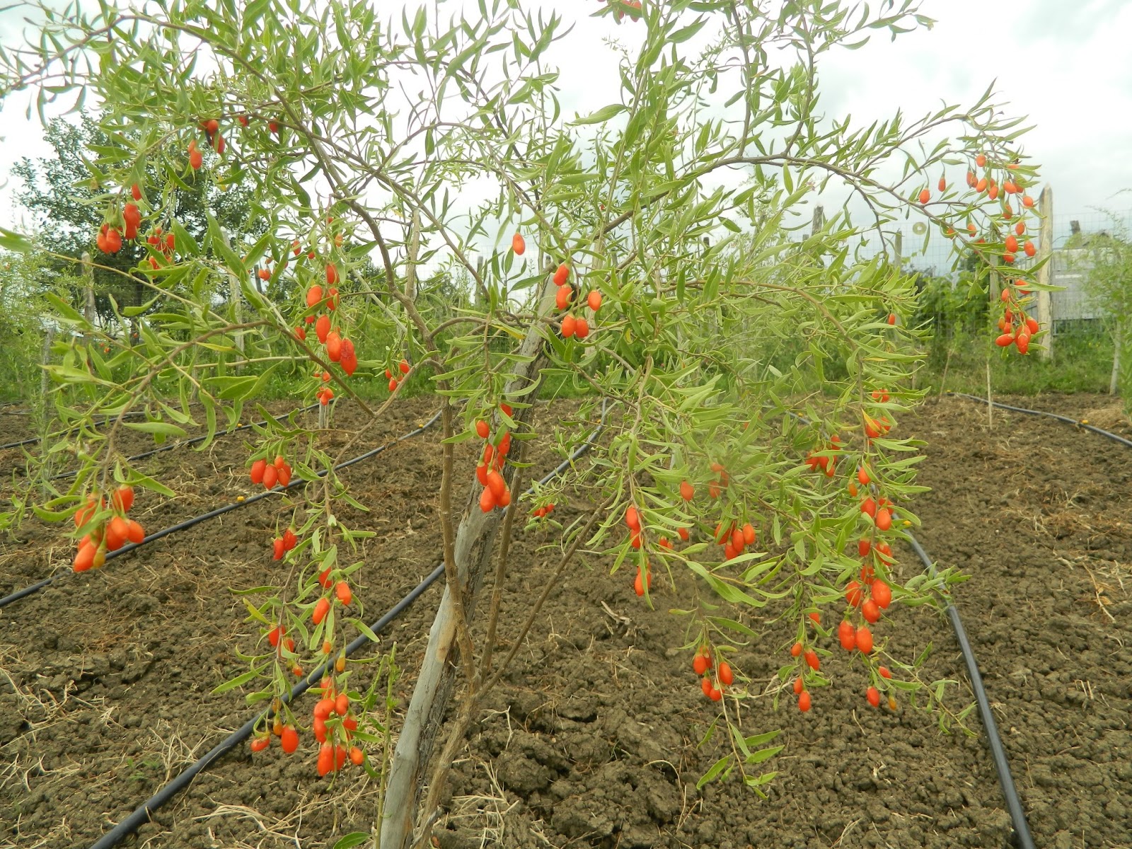Goji  - Nutrição na gravidez