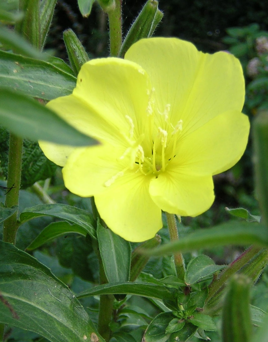 Oenothera biennis - Nutrição na gravidez