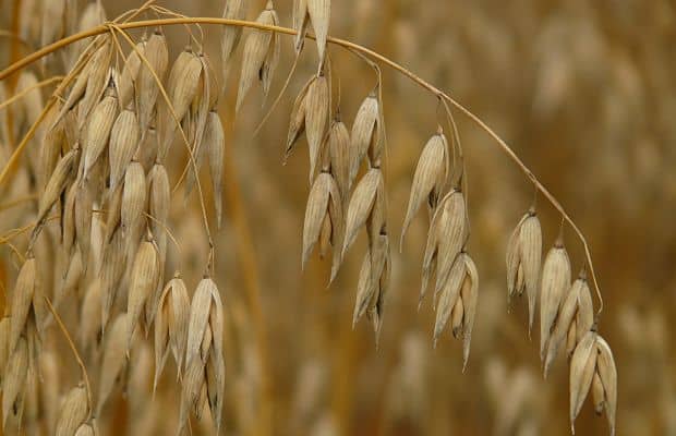 Paja de avena - Nutrición en el embarazo