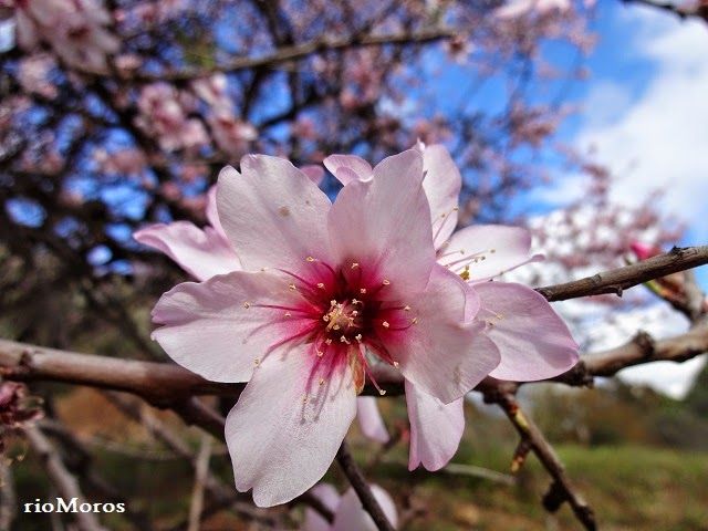 Prunus amígdalus  - Nutrición en el embarazo