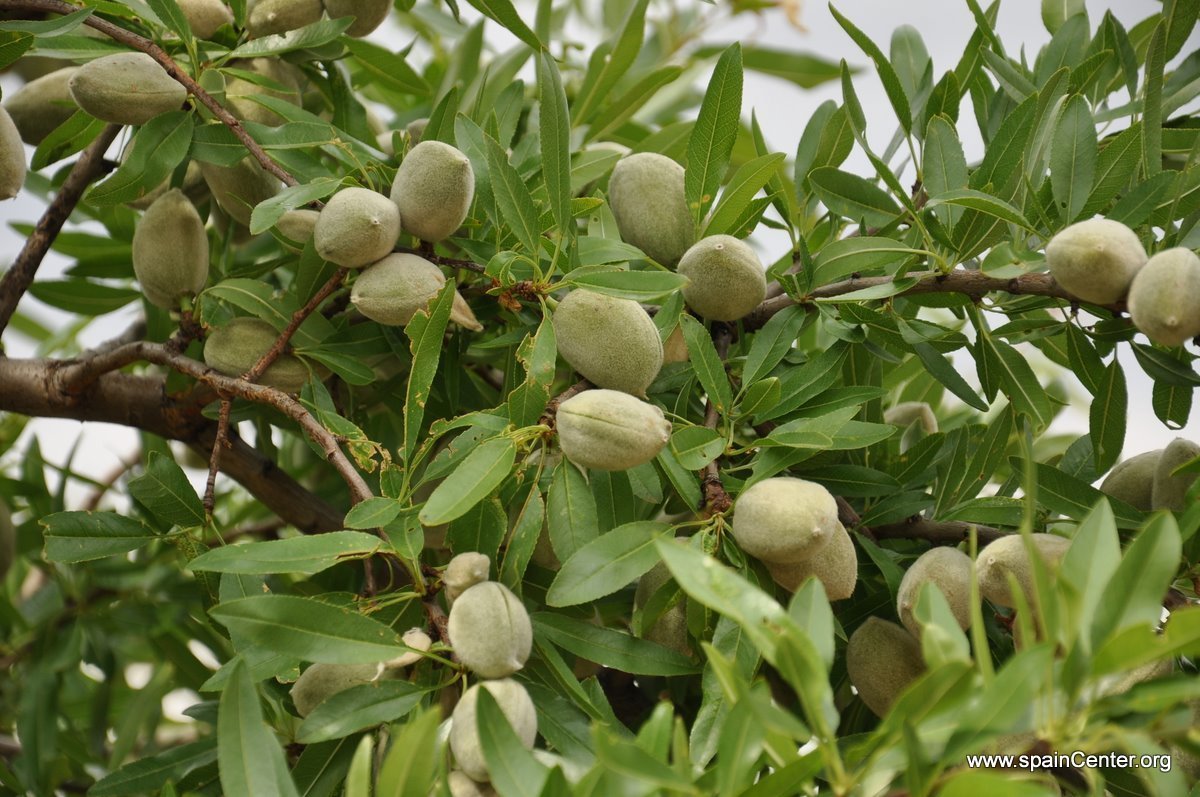 Almendra - Nutrición en el embarazo