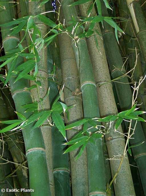 Bambusa arundinácea  - Nutrición en el embarazo