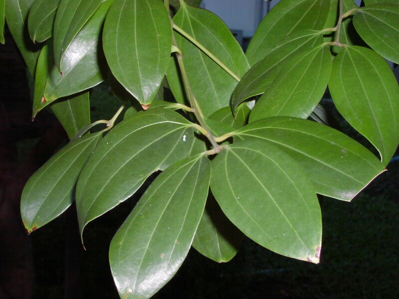 Cannamomum verum  - Nutrición en el embarazo