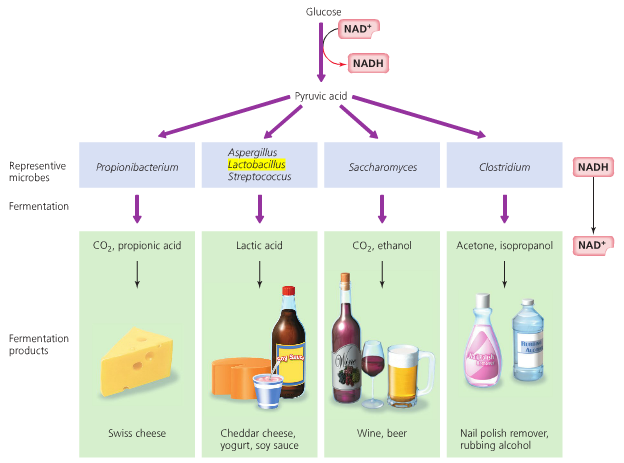 Fermentos lácticos - Nutrición en el embarazo