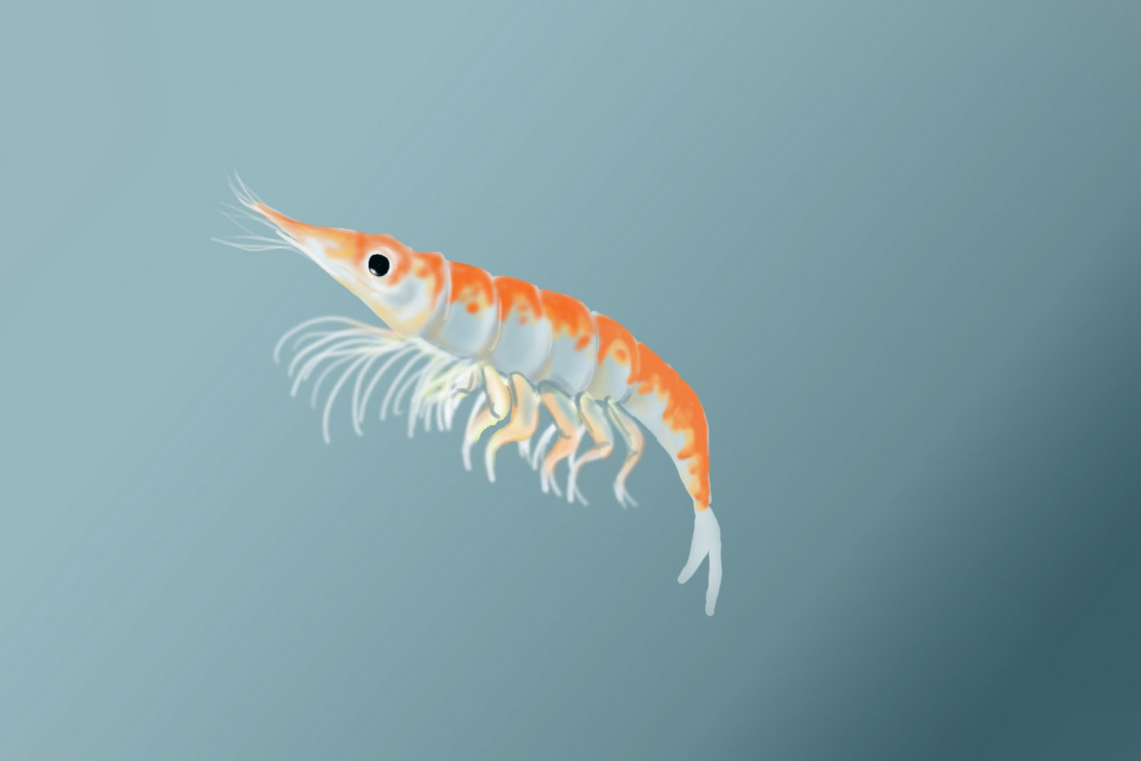 Krill - Nutrición en el embarazo