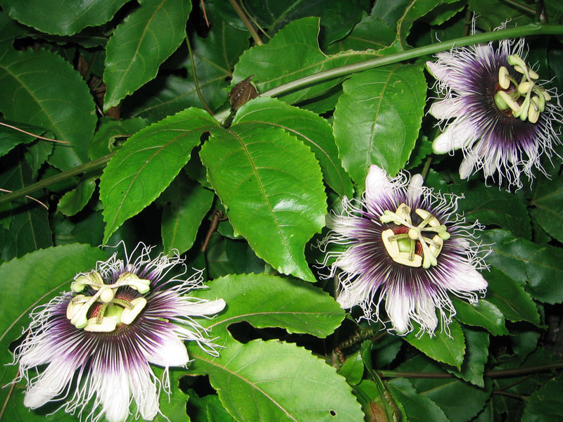 Passiflora edulis  - Nutrición en el embarazo
