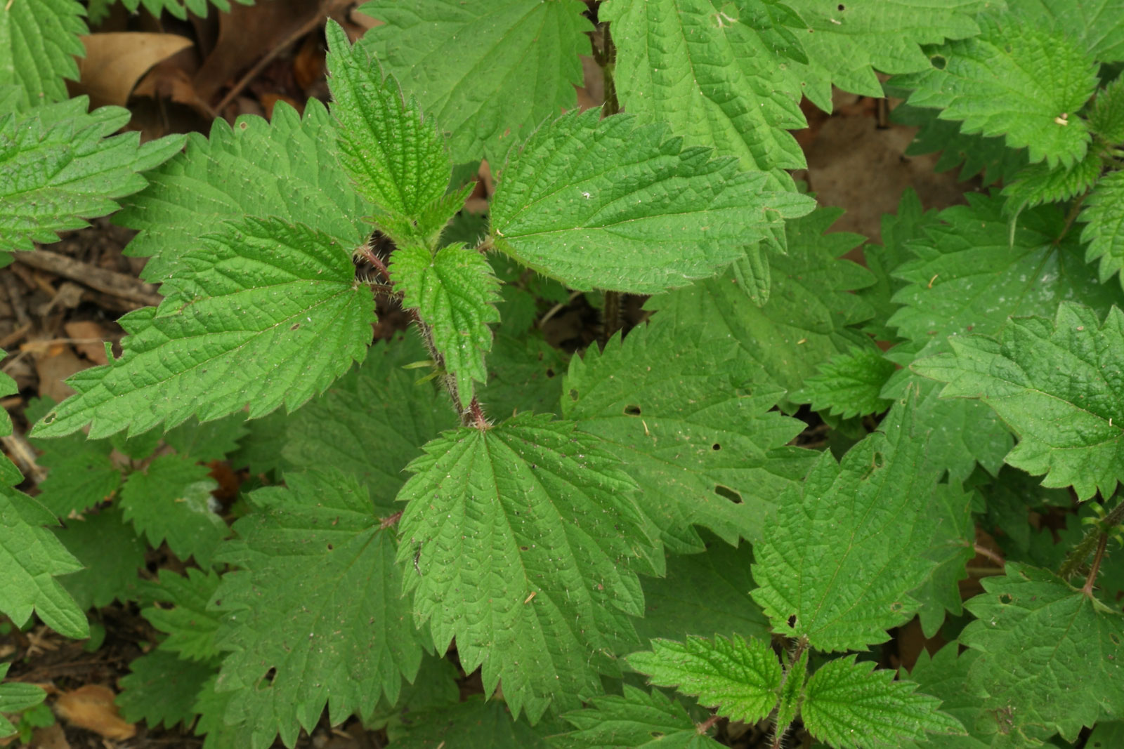 Urtica dioica  - Nutrición en el embarazo