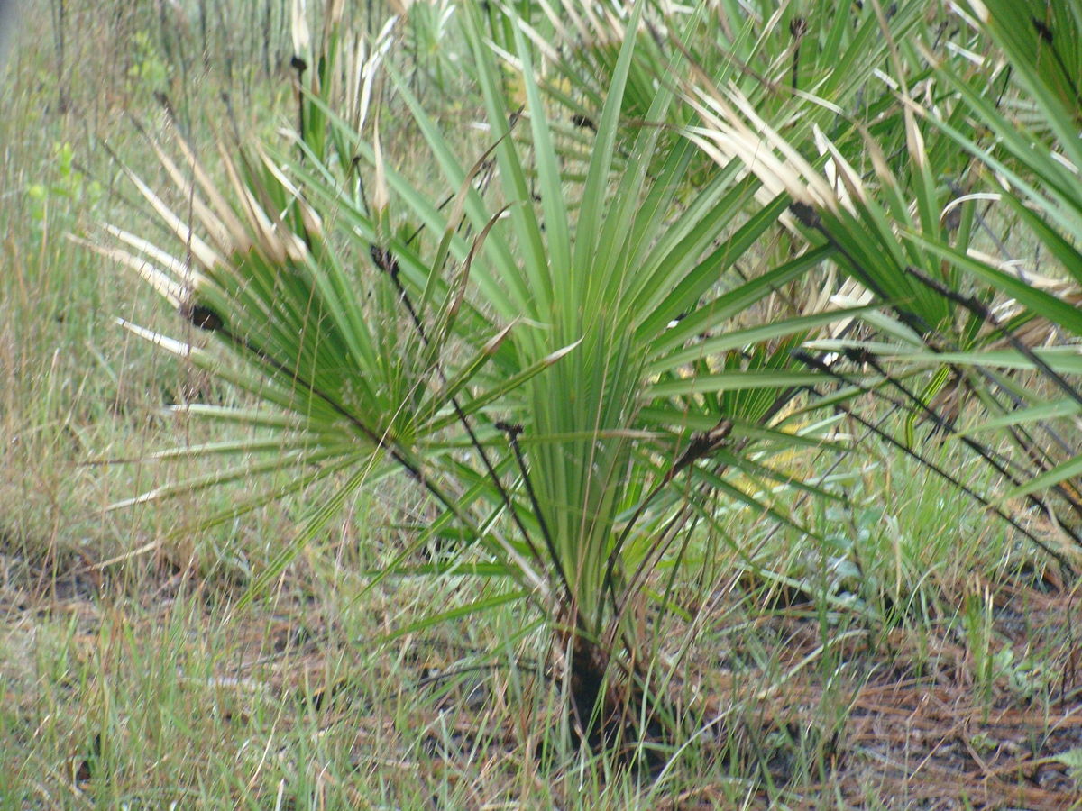 Serenoa repens  - Nutrición en el embarazo