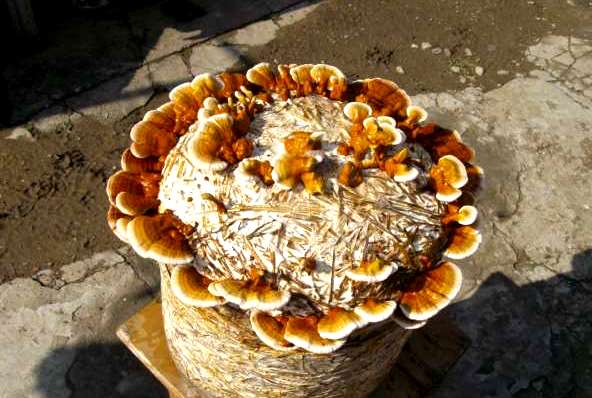 Reishi - Nutrición en el embarazo
