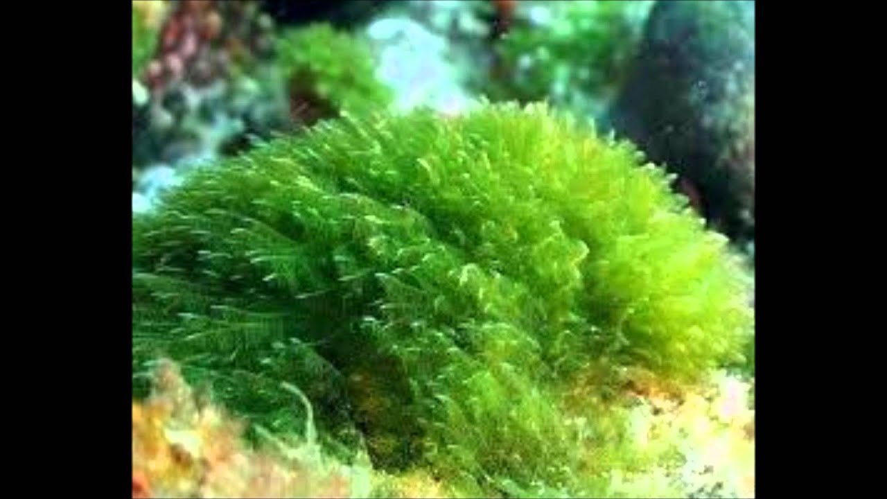 Espirulina  - Nutrición en el embarazo