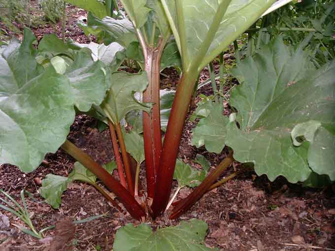 Ruibarbo - Nutrición en el embarazo