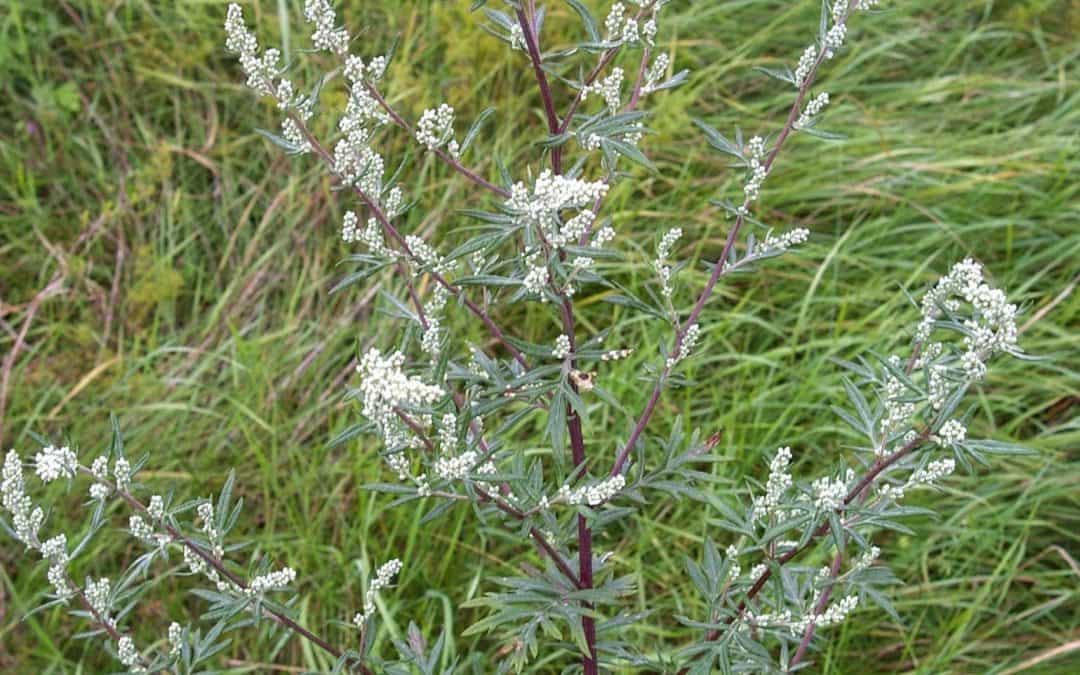 Armoise Blanche  - alimentation grossesse