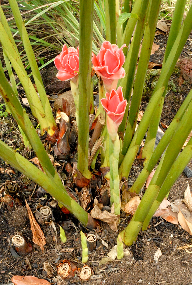 Gingembre  - alimentation grossesse