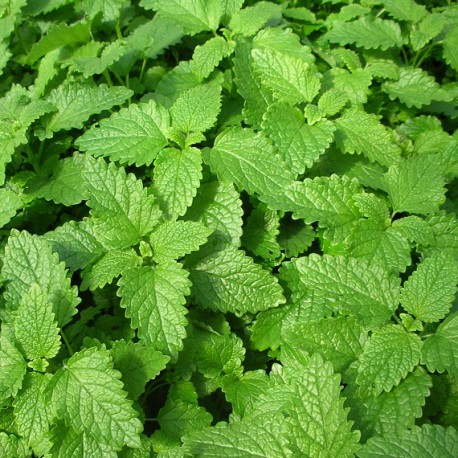 Mélisse Officinale  - alimentation grossesse