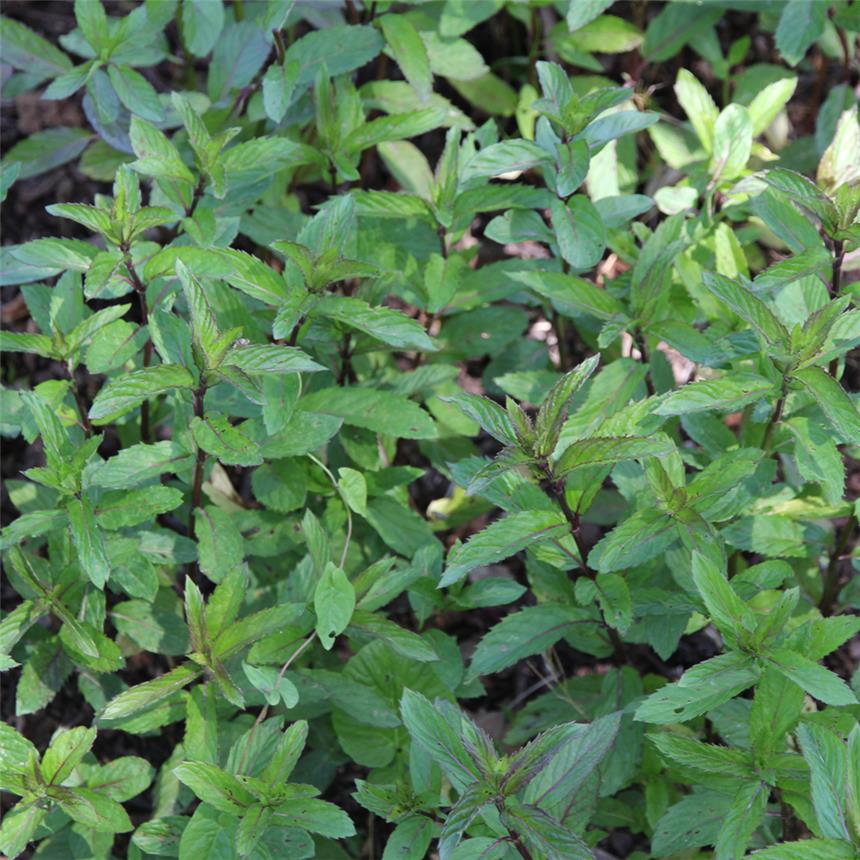 Menthe Poivrée  - alimentation grossesse