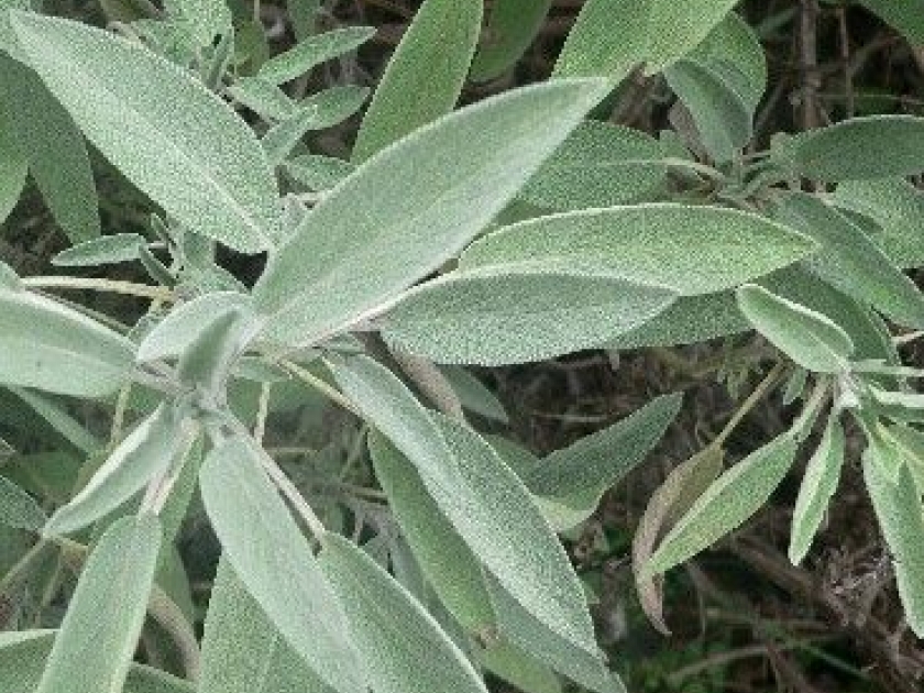 Sauge  - alimentation grossesse