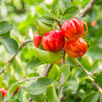 Cerise des barbades - alimentation grossesse