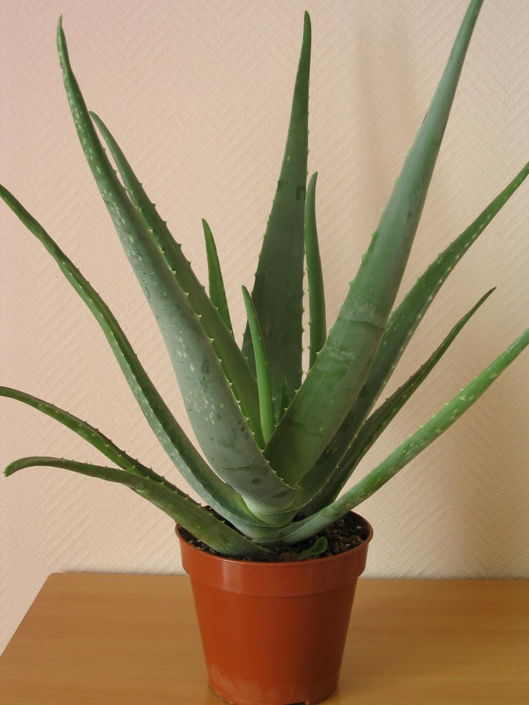 Aloe Vera  - alimentation grossesse