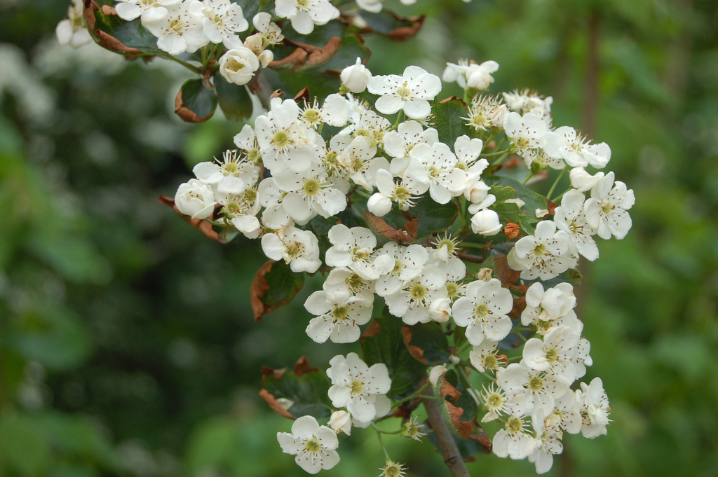 Aubépine - alimentation grossesse