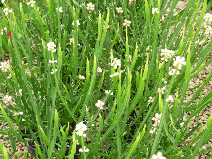 Baccharis genistelloïdes - alimentation grossesse