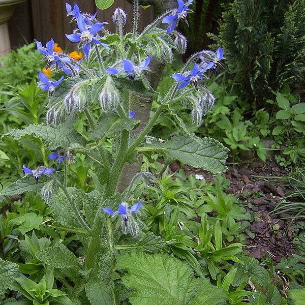 Borago officinalis - alimentation grossesse