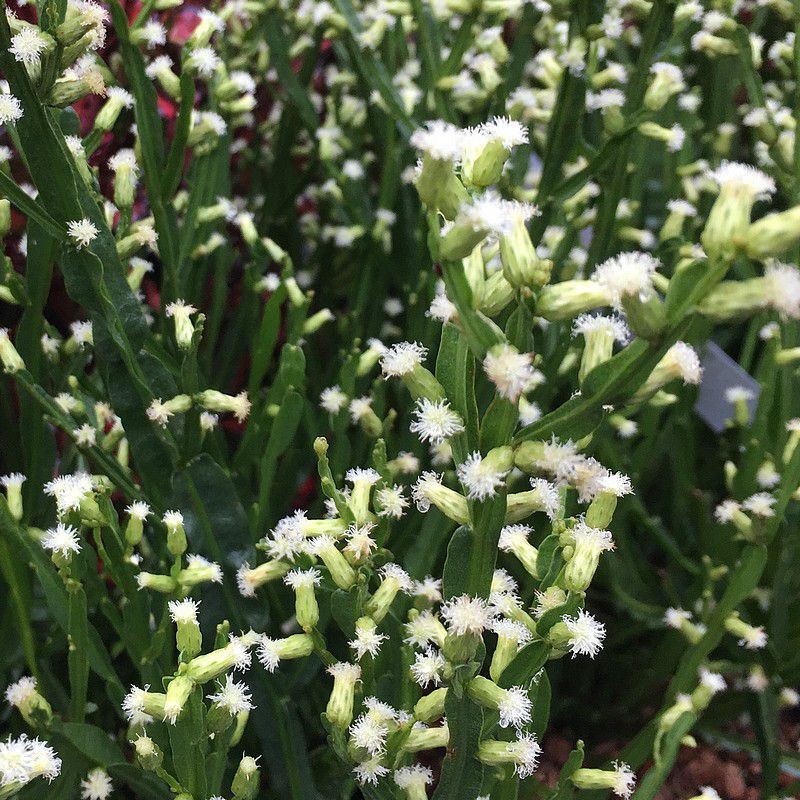 Baccharis  - alimentation grossesse