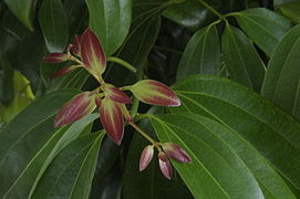 Cinnamomum verum  - alimentation grossesse