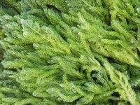 Chlorella  - alimentation grossesse