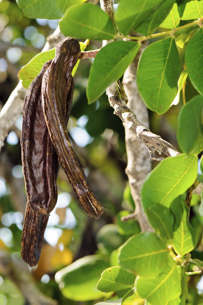 Caroube  - alimentation grossesse