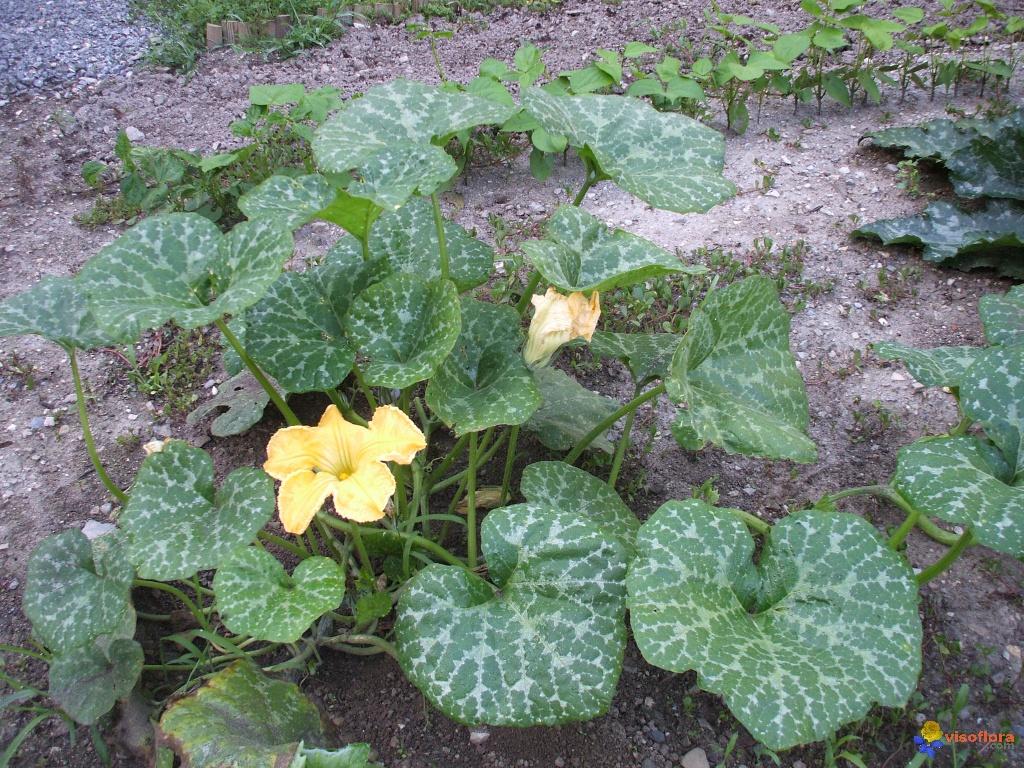 courge : Puis-je en manger enceinte ? - Alimentation Grossesse