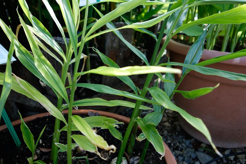 Zingiber officinale  - alimentation grossesse