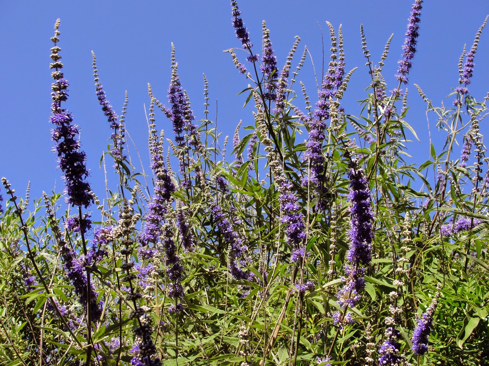 Vitex agnus-castus  - alimentation grossesse