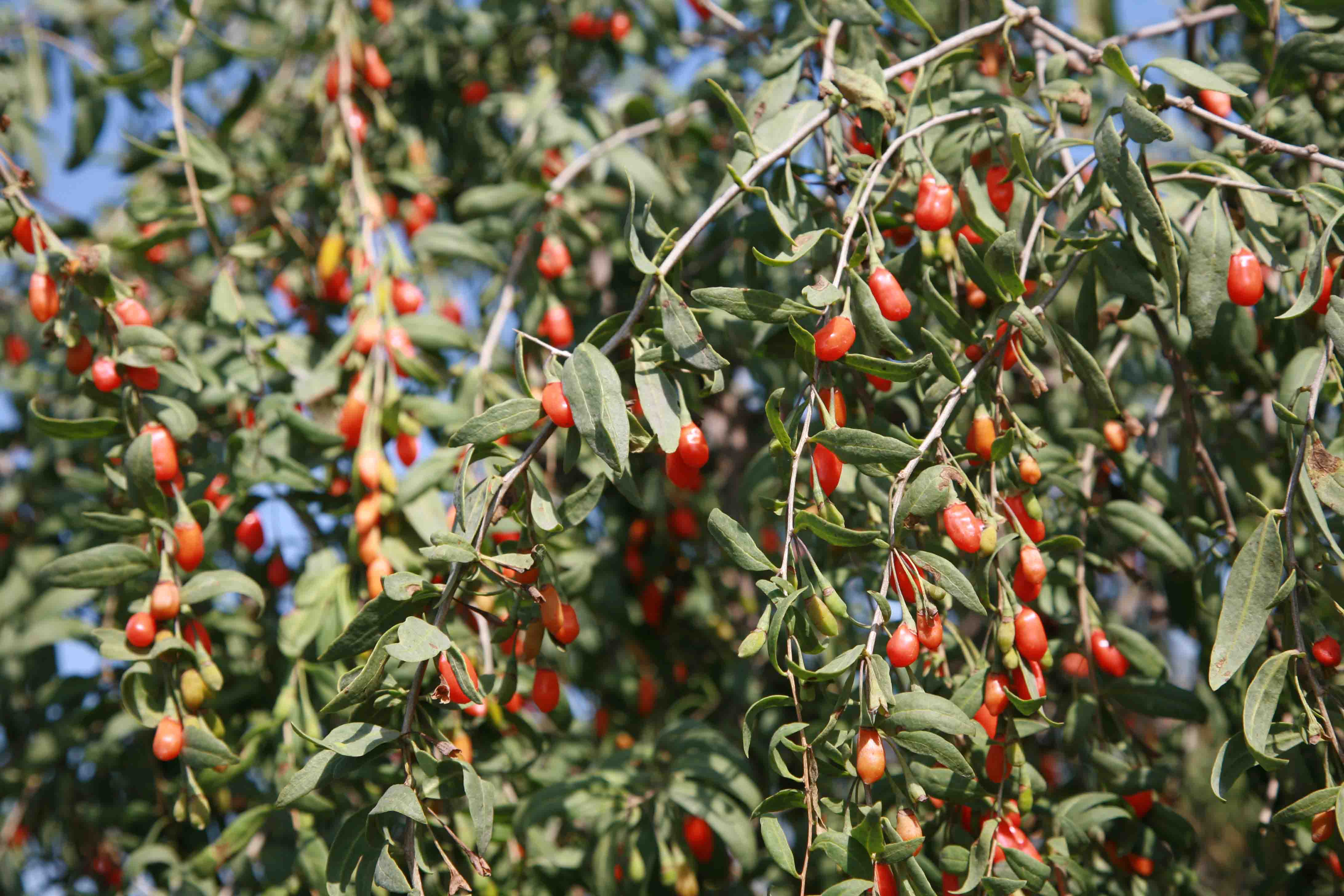 Goji - alimentation grossesse