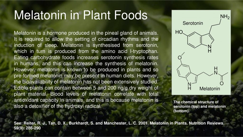 Mélatonine  - alimentation grossesse