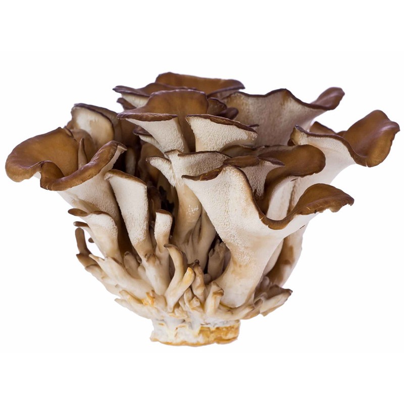 Grifola frondosa - alimentation grossesse